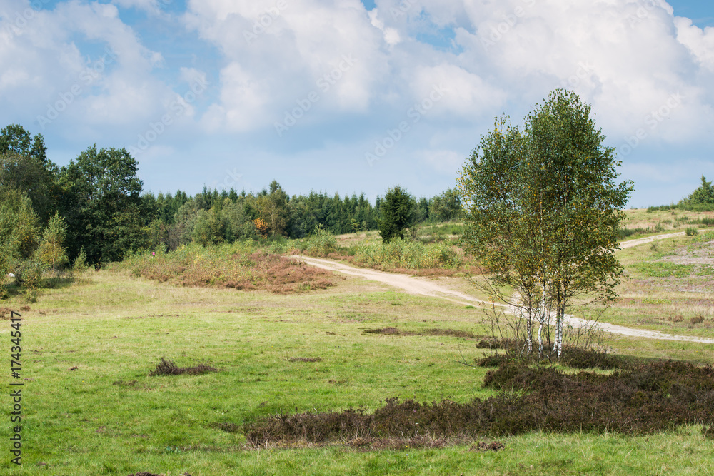 Heather Landscape with Birch Trees and Hiking Trails