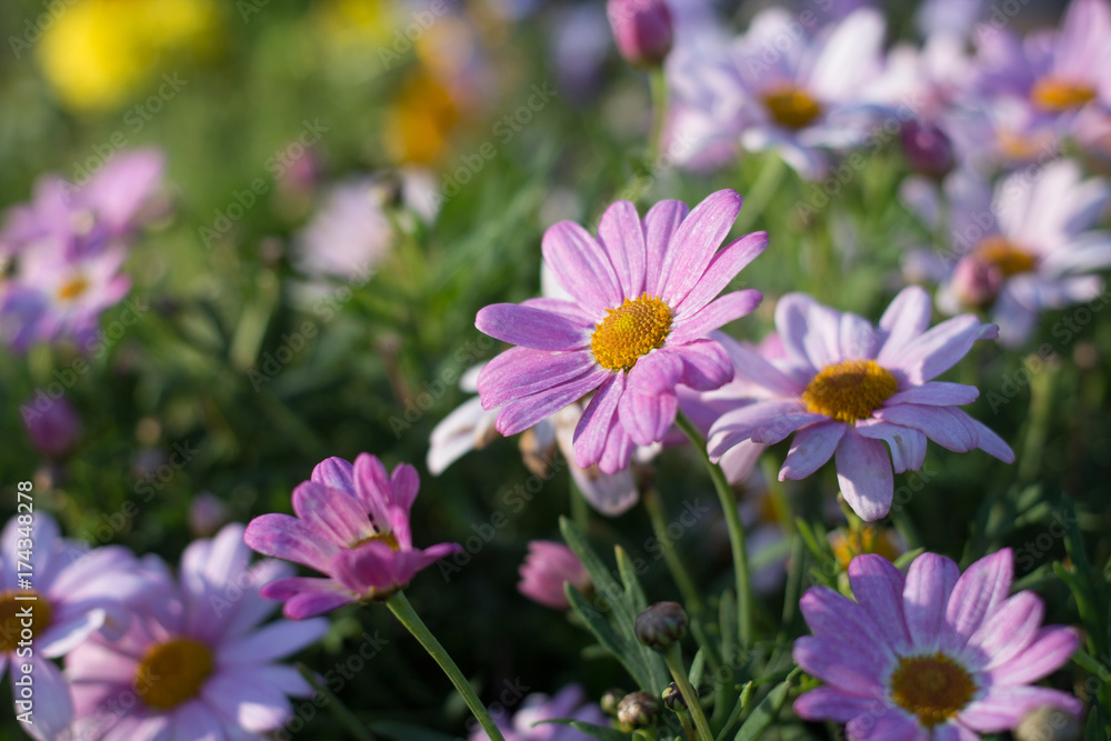 Obraz premium Purple flowers