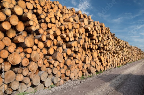 Viele Baumstämme, Brennholz auf Lagerplatz