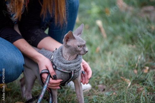 cutie sphynx walking