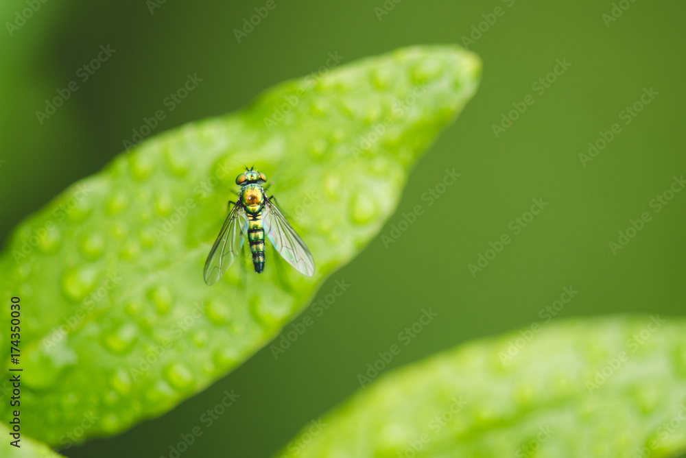 long legged fly on wet leaf long legged fly on wet leaf