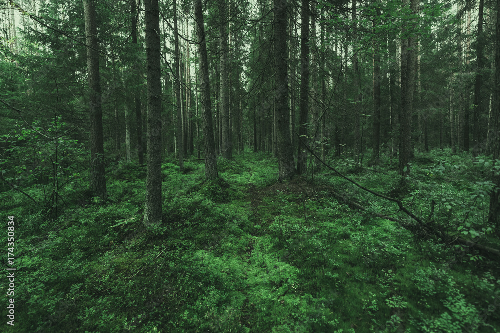 Fototapeta premium Mysterious dark forest in Karelia. wilderness landscape forest with pine trees and moss on rocks. Mystical forest.