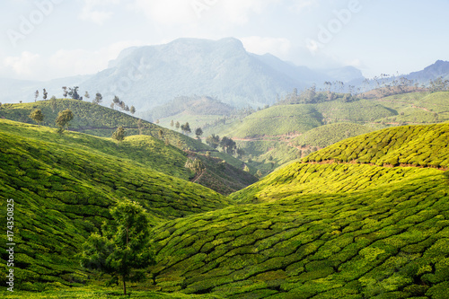 Lush mountainous green scenery of tea plantations and trees in a valley on a sunny day in Munnar, India