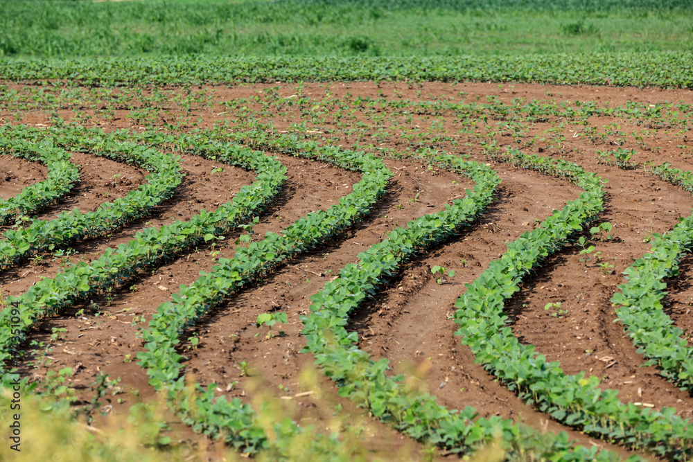 Early spring soybean plants weaving a pattern in a farm field Early spring soybean plants weaving a pattern in a farm field