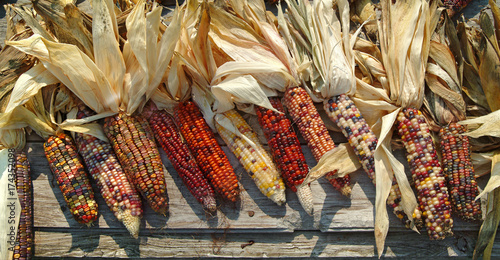 Panoramic view of Indian Corn on a wooden bench ready for sale at a farmers market photo