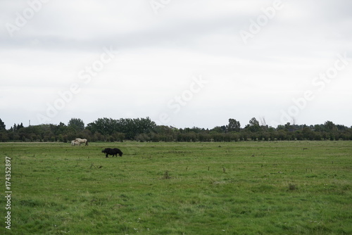 Free range horses chilling and grazing on the great savannah-like grass land planes of Amager Fælled fall/autumn of 2017