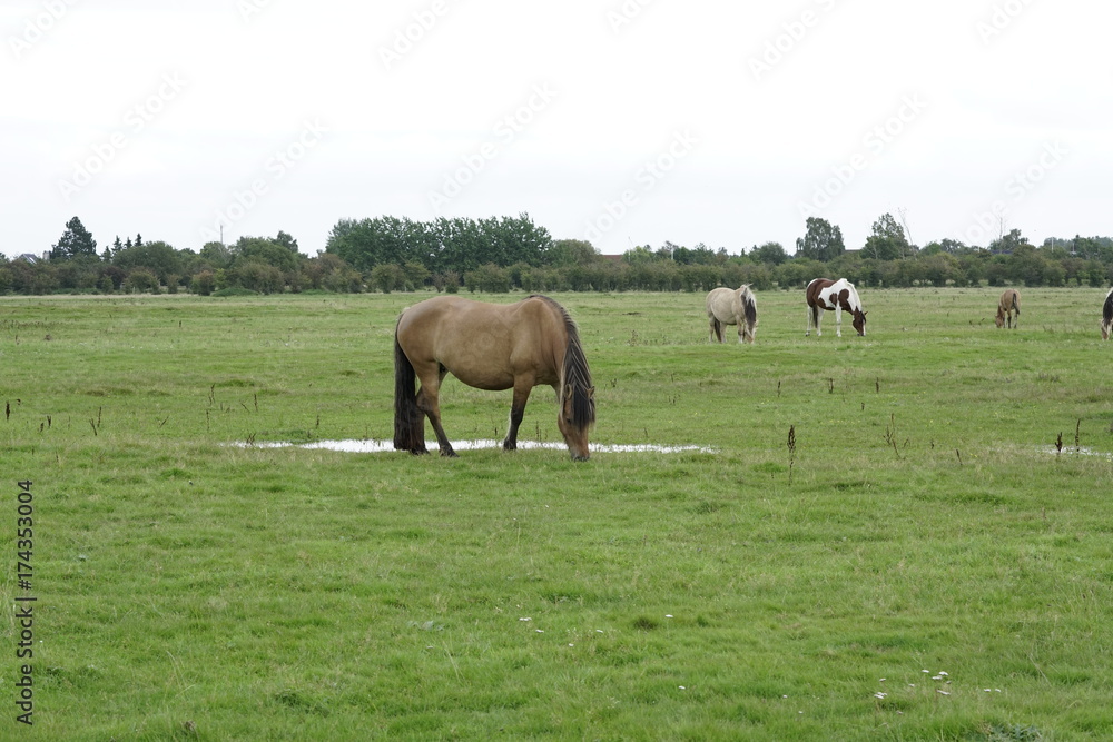 Free range horses horsing arround and drinking water on the great grass land planes of Amager Fælled fall/autumn of 2017