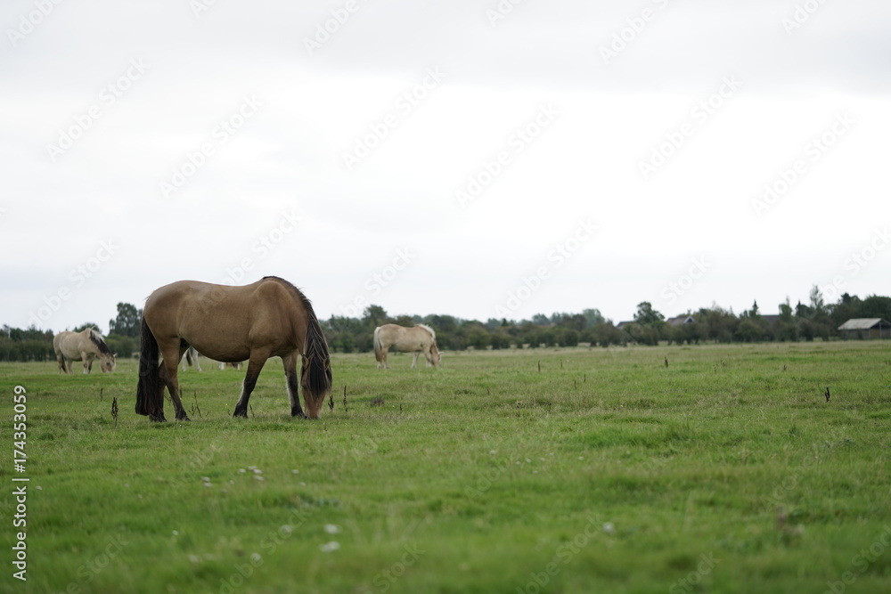 Free range horses horsing arround and grazing on the great grass land planes of Amager Fælled fall/autumn of 2017 Free range horses horsing arround and grazing on the great grass land planes of Amager Fælled fall/autumn of 2017