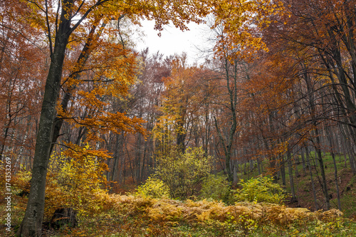 Autumn Landscape with yellow trees, Vitosha Mountain, Sofia City Region, Bulgaria © Stoyan Haytov