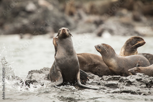 sea lions, Bering Island, Russia © Janelle