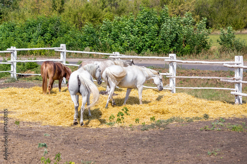 Beautiful thoroughbred horses walking and grazing at farm corral . Idyllic rural landscape © Kirill Gorlov