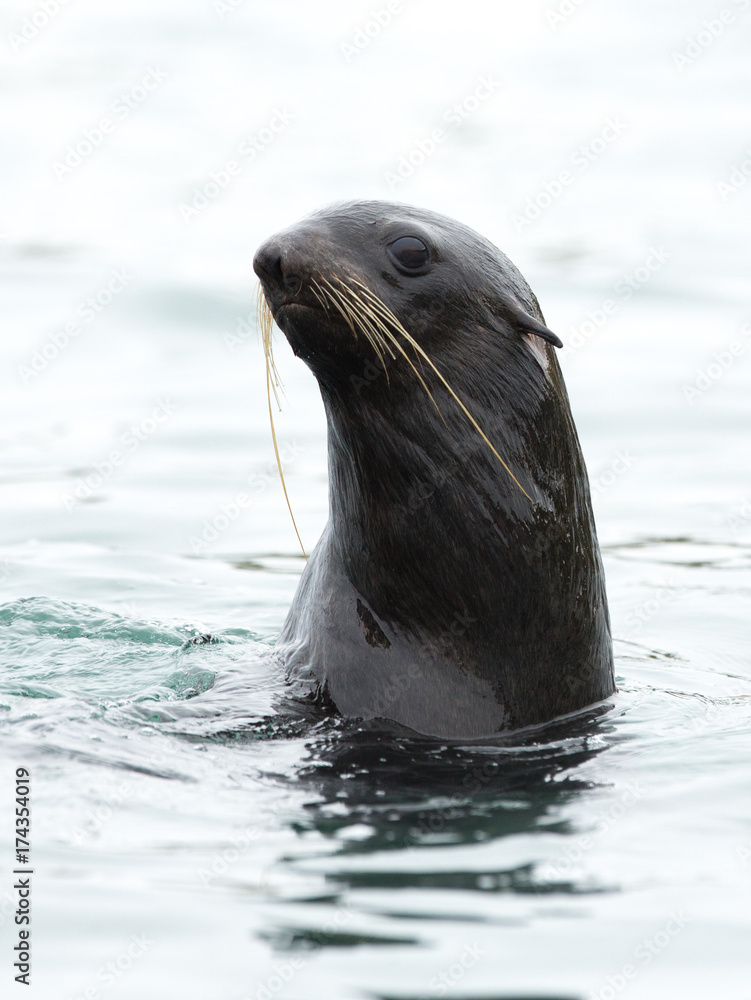 Fototapeta premium sea lions, Bering Island, Russia