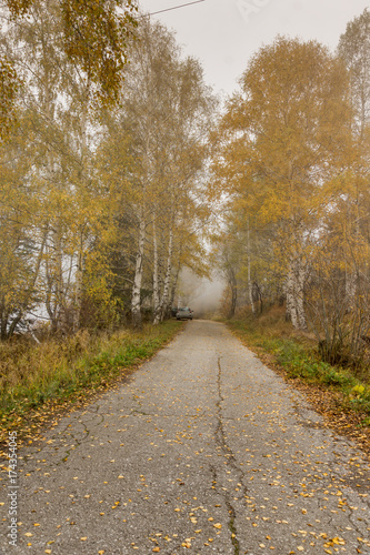 Autumn Landscape with yellow trees, Vitosha Mountain, Sofia City Region, Bulgaria