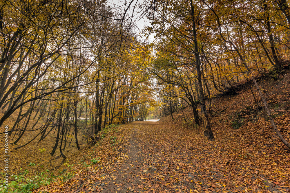 Obraz premium Autumn Landscape with yellow trees, Vitosha Mountain, Sofia City Region, Bulgaria