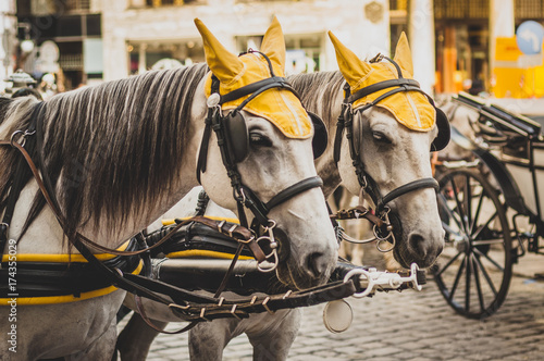 Photography Fiaker in Vienna