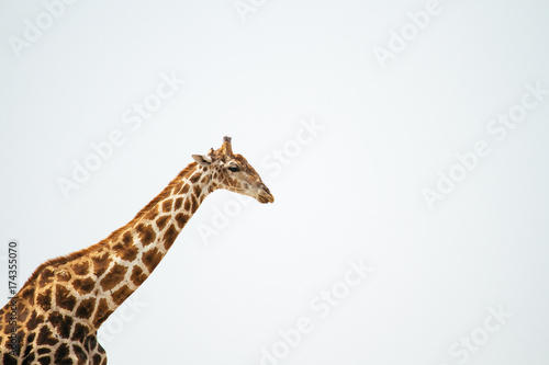 A giraffe head and long neck portrait on a clear bright day