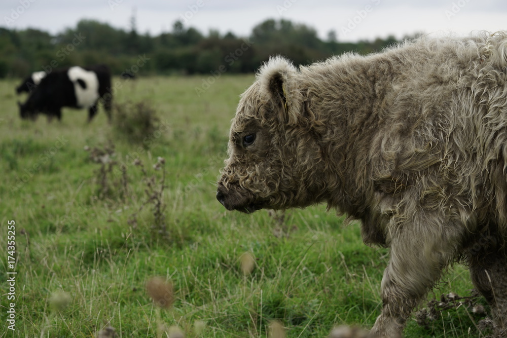 Fluffy and super cute cow grazing with grey dramatic sky at Amager Fælled fall of 2017 Fluffy and super cute cow grazing with grey dramatic sky at Amager Fælled fall of 2017