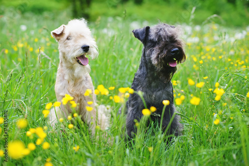 Obraz na plátně Red and blue Lakeland Terrier dogs sitting outdoors on a green grass with yellow
