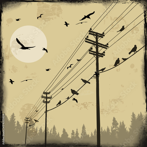 Electricity poles with birds on wire