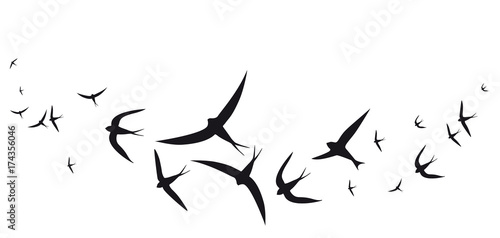 beautiful bird,black silhouette, on a white