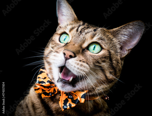 Halloween cat - stock photo