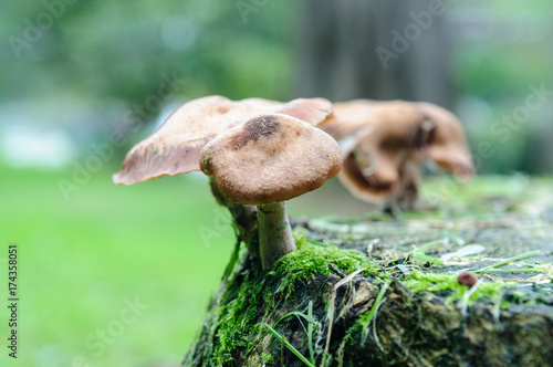 Deer Shield Mushroom