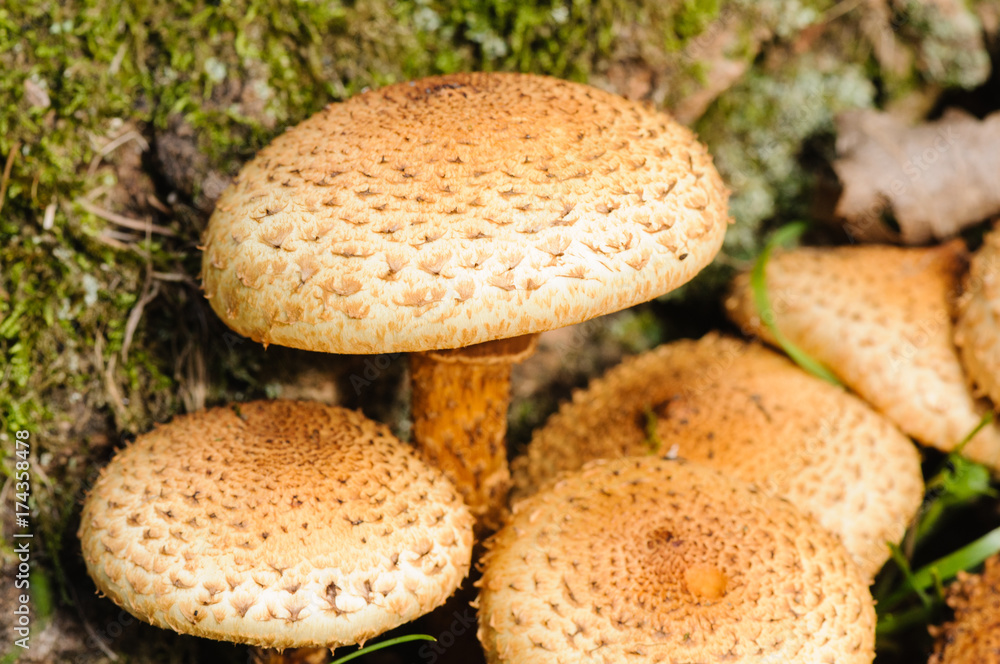 Saffron parasol mushroom (cystoderma amianthinum), edible but unpleasant forest mushroom.