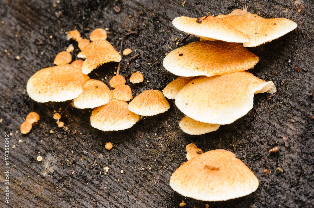 Merulius tremellosus, a bracket fungus with a gelatinous underside, commonly found on dead or dying conifers Merulius tremellosus, a bracket fungus with a gelatinous underside, commonly found on dead or dying conifers