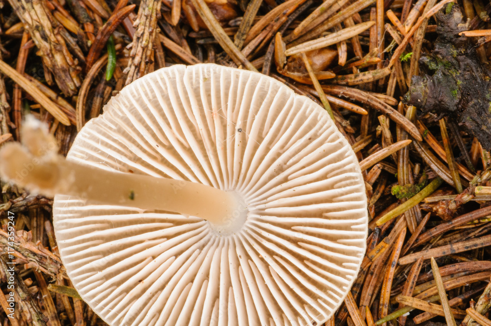Gills on the underside of a mushroom toadstool Gills on the underside of a mushroom toadstool