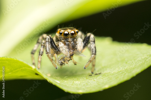 Jumping Spider with their lunch