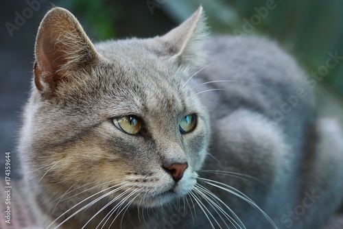 Серый большой кот с зелёными глазами сидит на улице photo