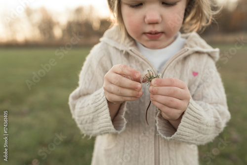 A Toddler Pulls Apart A Dandelion photo