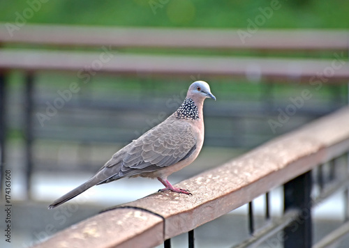 Spotted Dove © ernest