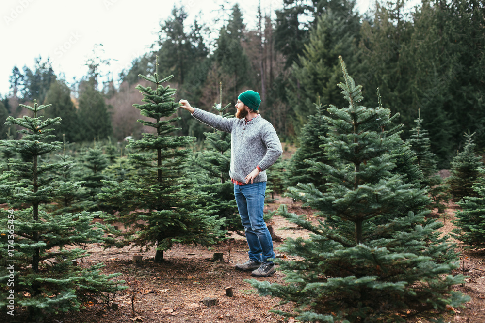 Bearded Man Wearing Green Beanie And Wool Sweater Inspecting Christmas Tree Bearded Man Wearing Green Beanie And Wool Sweater Inspecting Christmas Tree