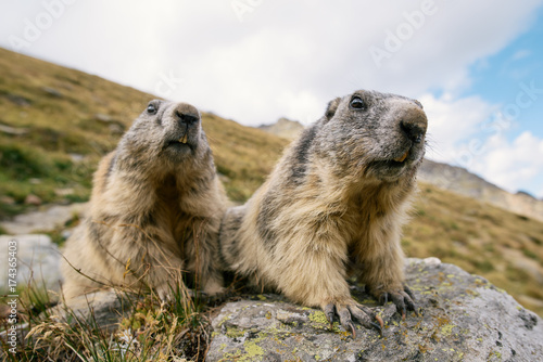 Two curious marmots photo