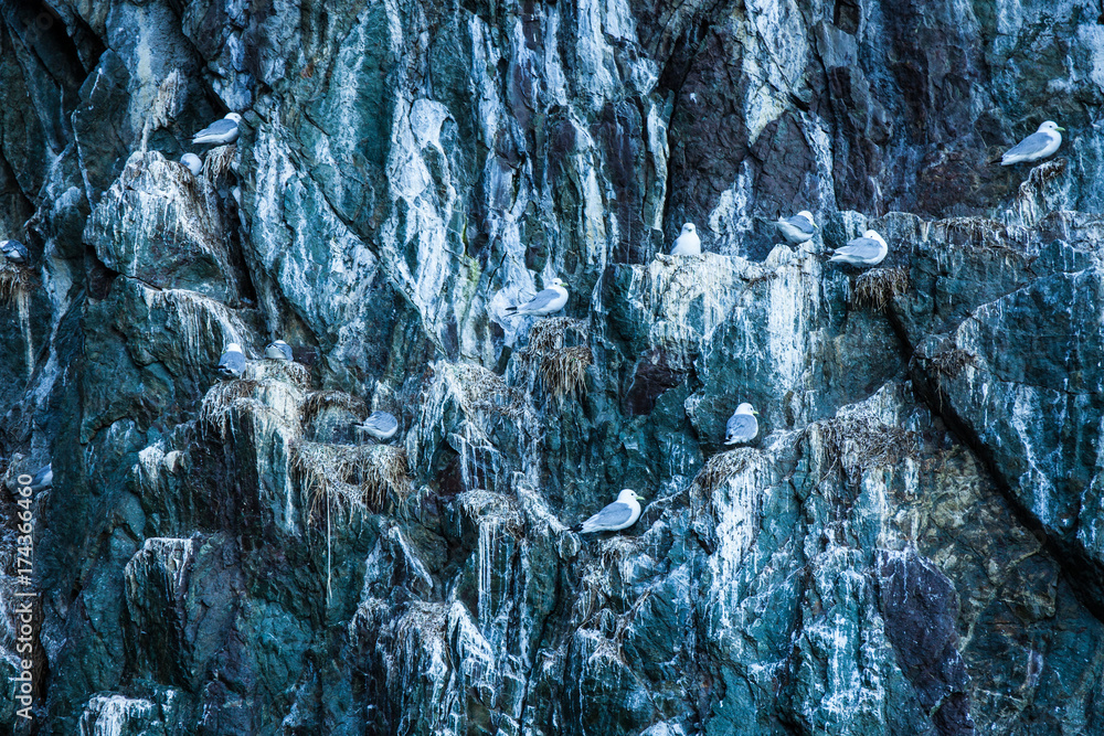 Bogoslova Island, Kittiwake bird cliff colony,
