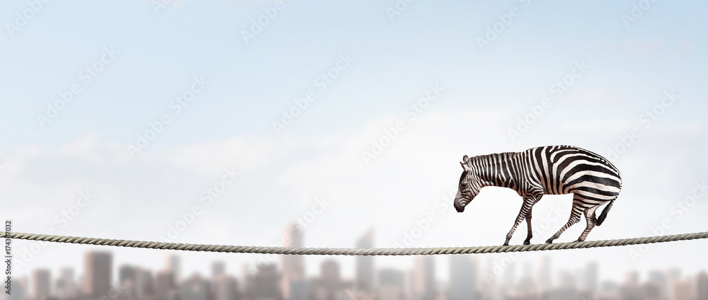 Zebra balancing on rope. Mixed media - obrazy, fototapety, plakaty 