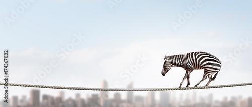 Zebra balancing on rope. Mixed media