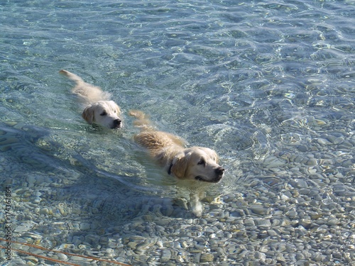 Two dogs swimming