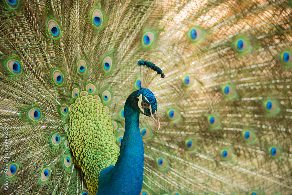 Obraz premium Peacock. Close up of peacock showing its beautiful feathers