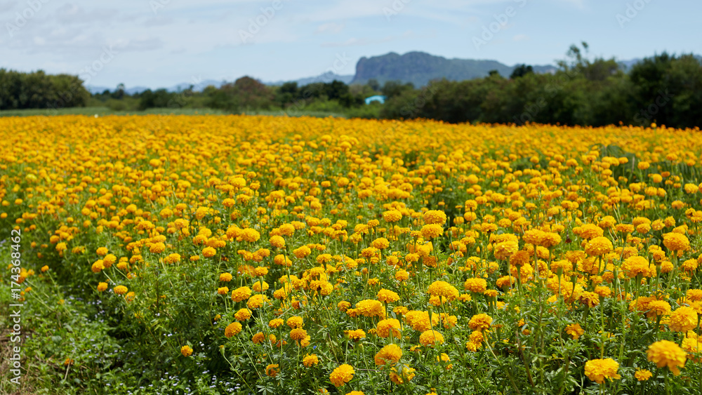 Marigold (Tagetes) flowers in garden