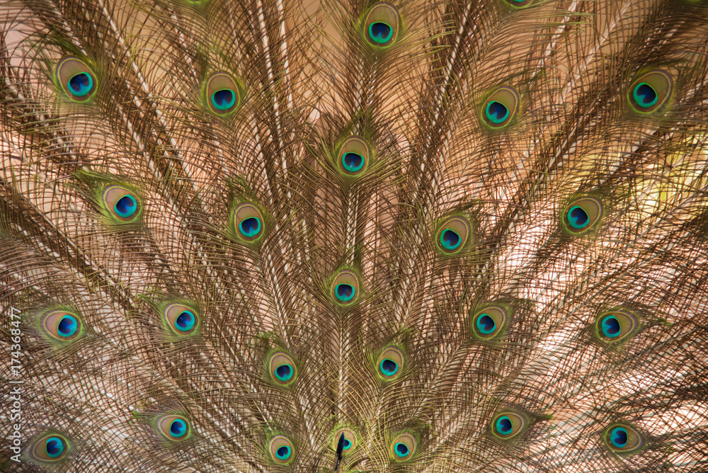 Fototapeta premium Peacock. Close up of peacock showing its beautiful feathers