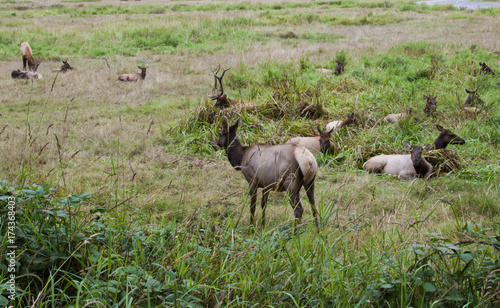 Elk in Northern California