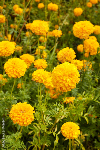 Marigold  Tagetes  flowers in garden