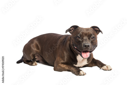 dog on white background 