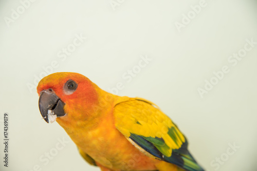 Beautiful yellow parrot, closeup Sun Conure bird eating food