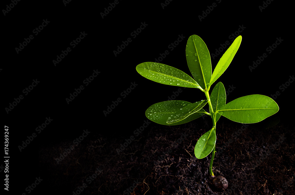 Naklejka premium Freshness leaves of Alexandrian laurel young plant