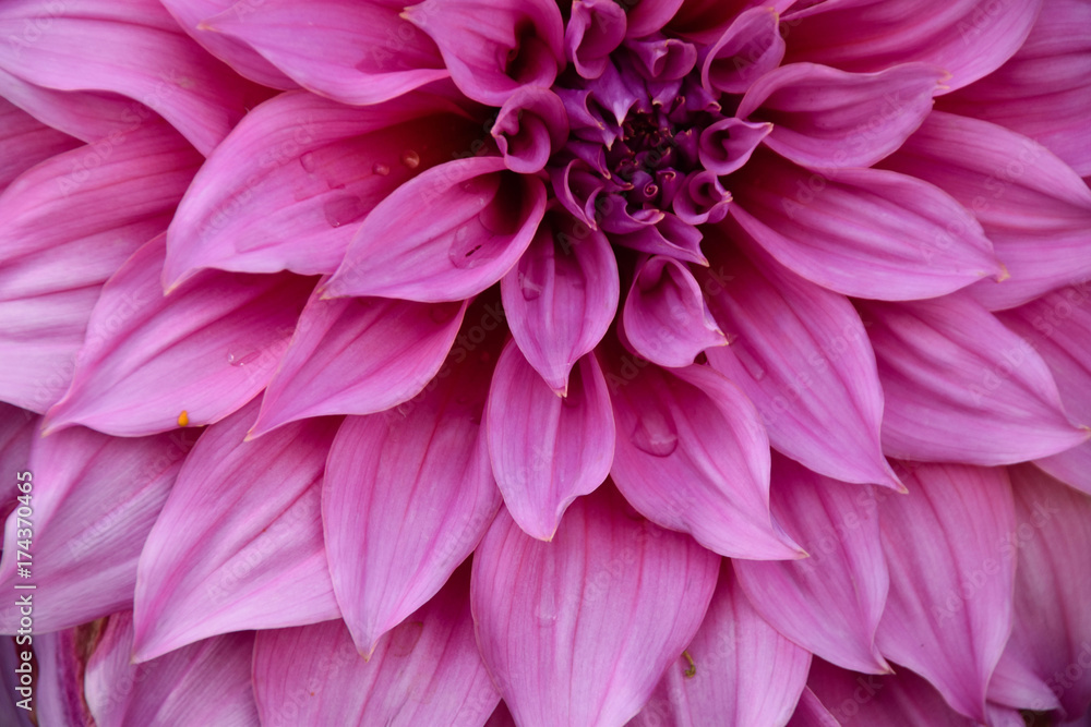 Pink beauty Pink beauty