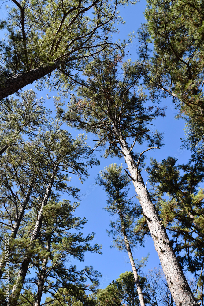 Fototapeta premium Looking up