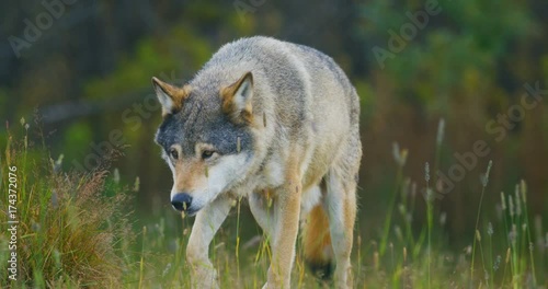 Wild male wolf walking in the grass in the forest